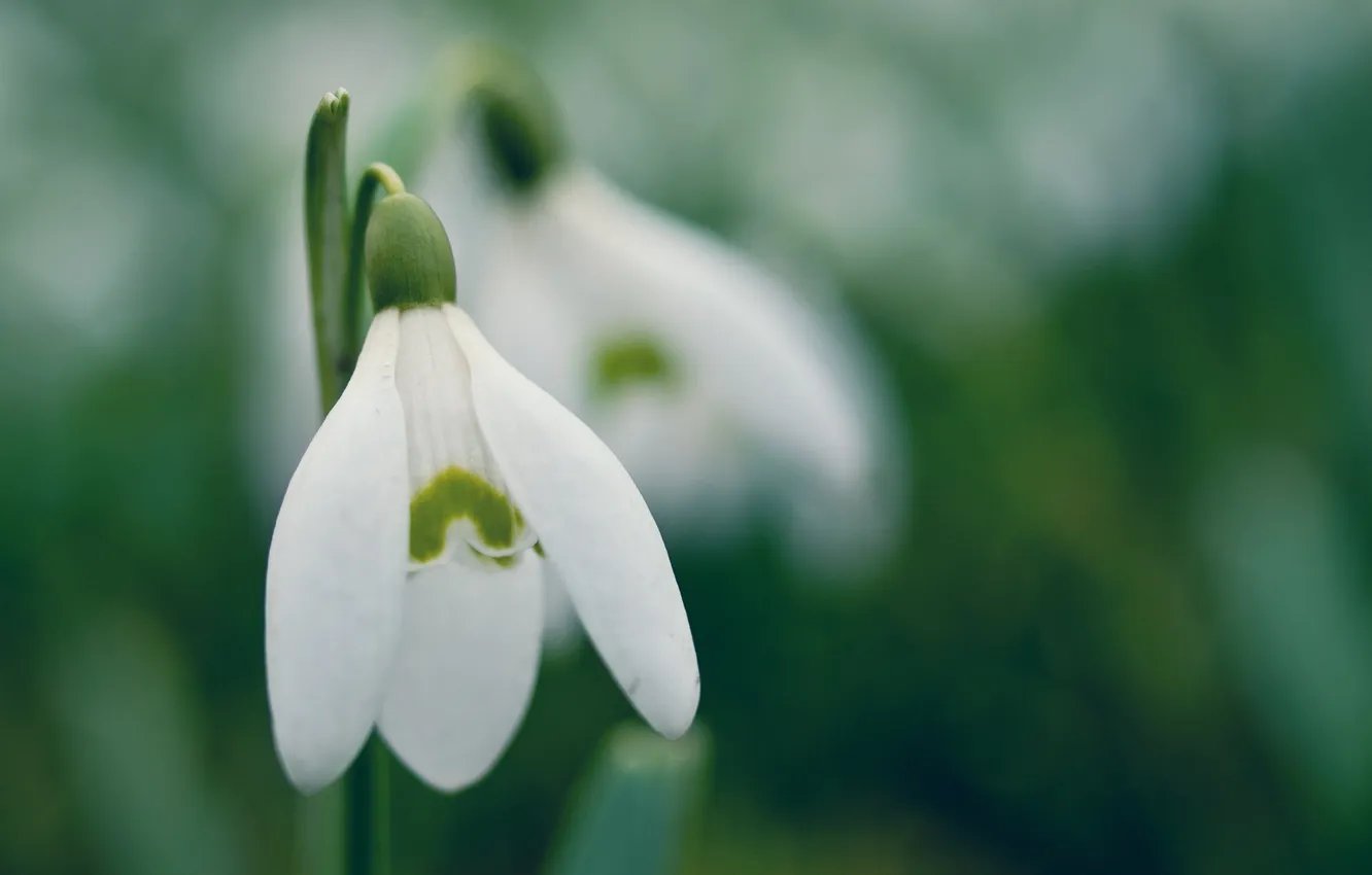 Photo wallpaper spring, snowdrops, spring, snowdrop