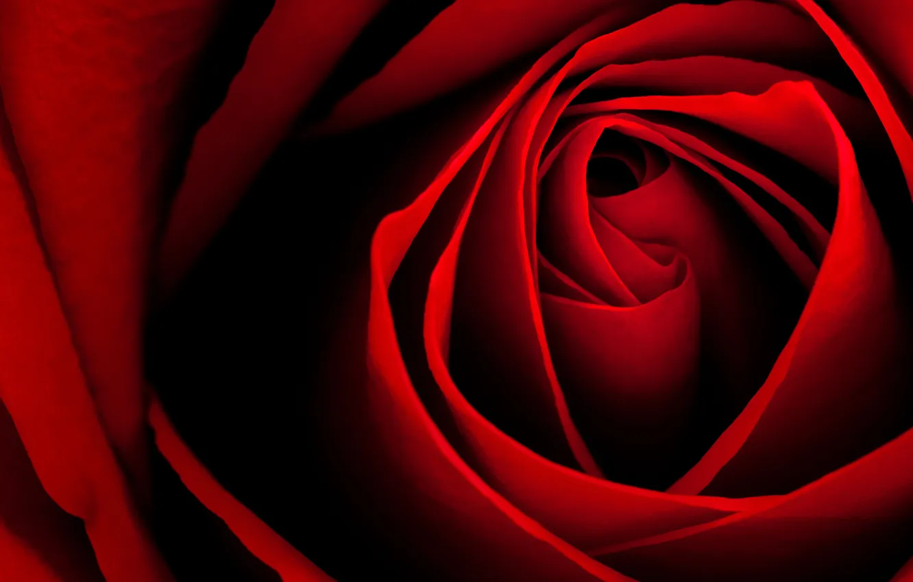 Photo wallpaper flower, macro, rose, petals, Bud, red