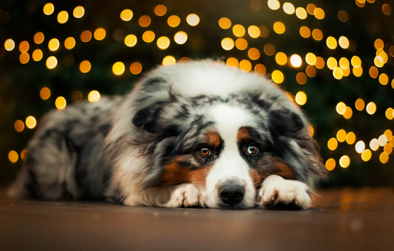 Photo wallpaper look, each, dog