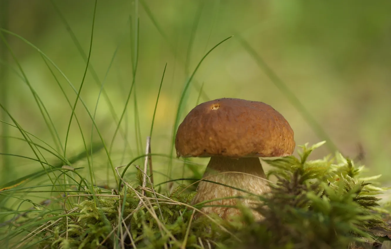 Photo wallpaper grass, mushroom, Borovik