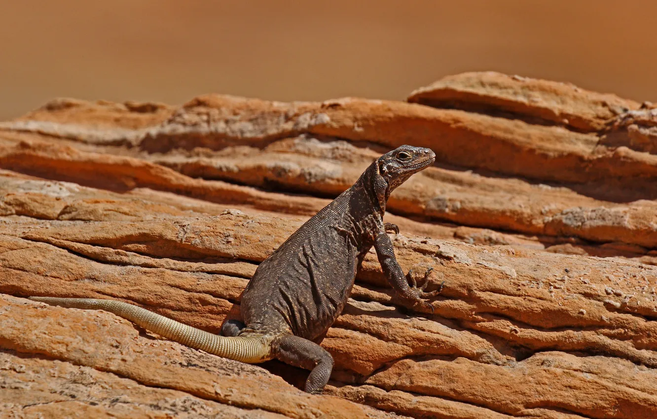 Photo wallpaper rocks, lizard, AZ, caquella