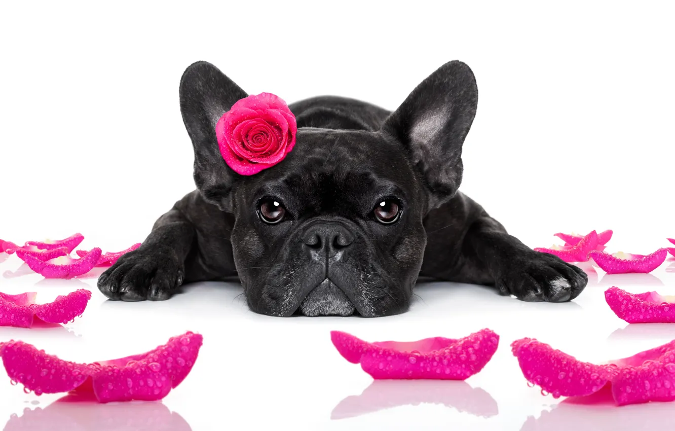 Photo wallpaper dog, love, rose, heart, dog, romantic, funny, cute