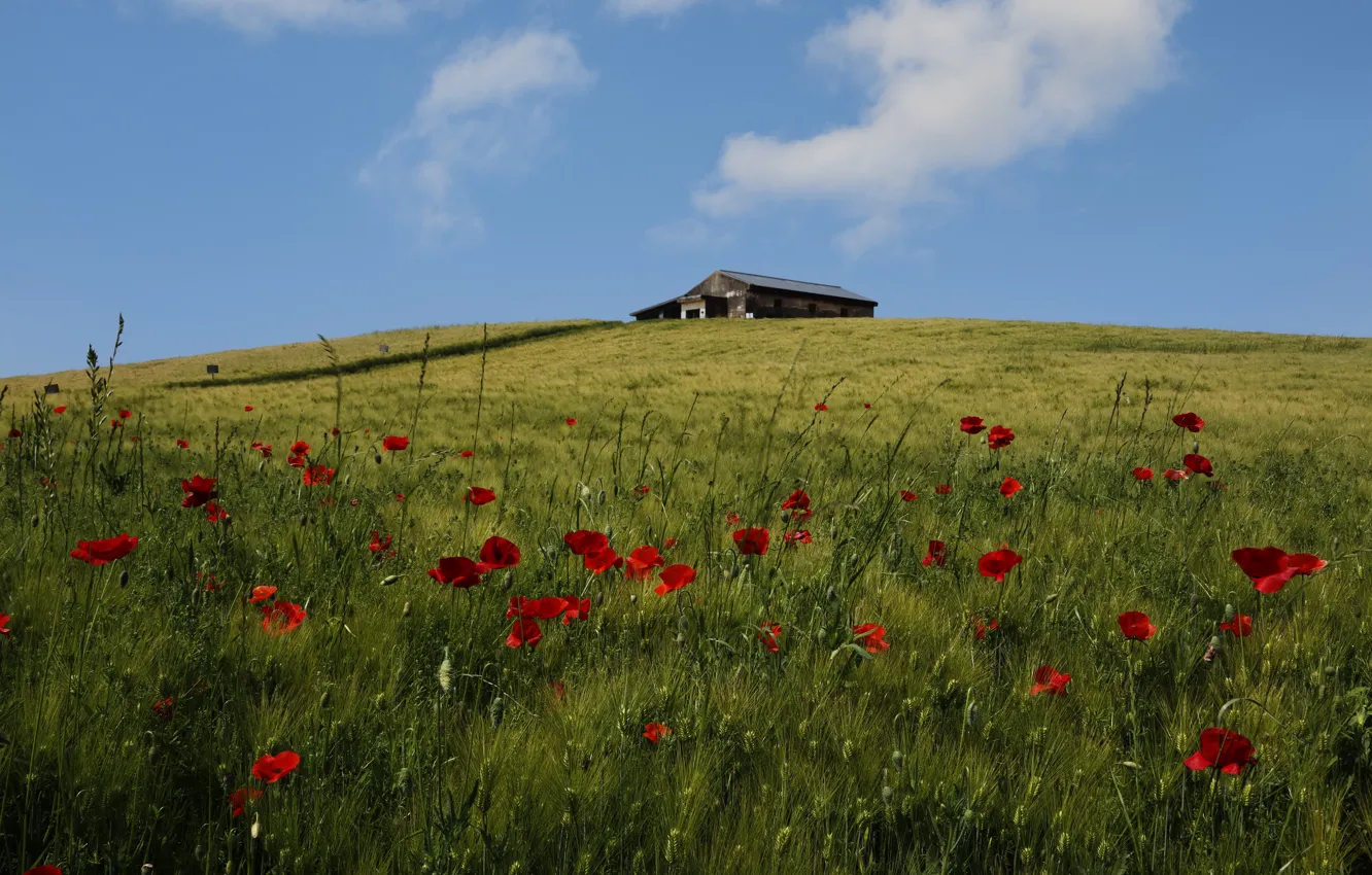 Photo wallpaper field, flowers, hills, Maki, meadow, the barn, house, the barn