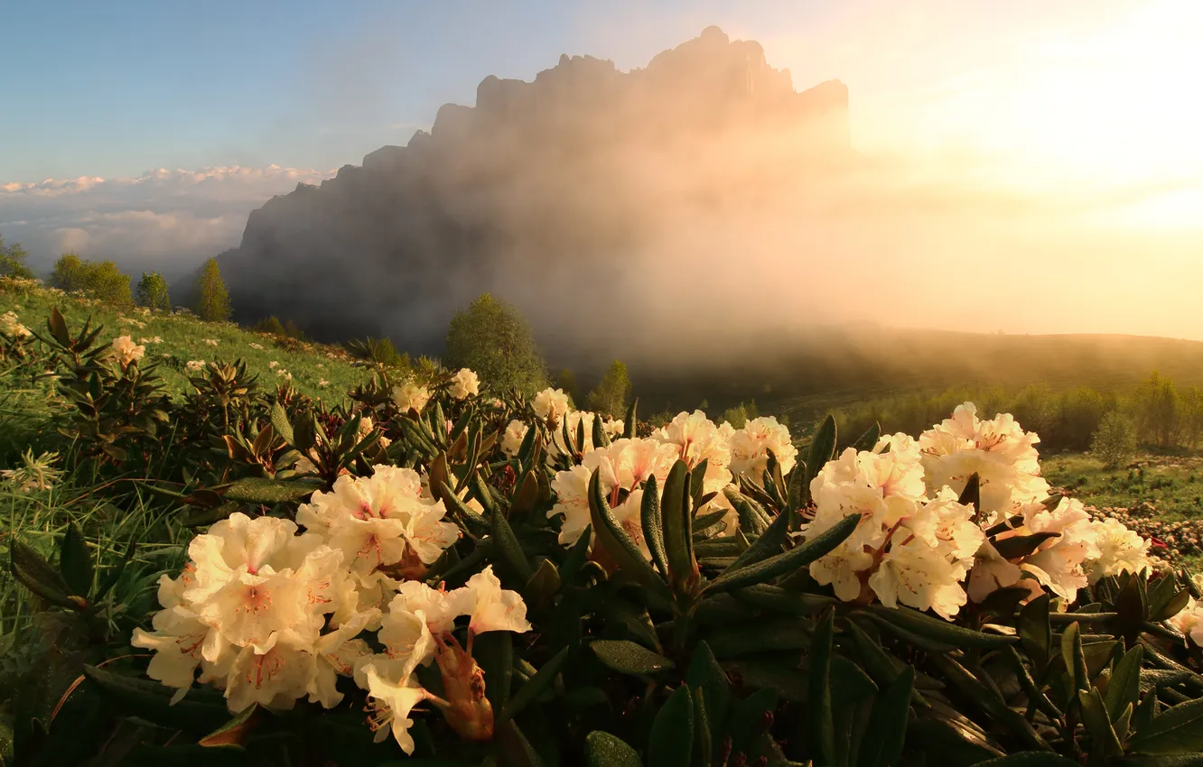 Photo wallpaper mountains, dawn, rhododendrons