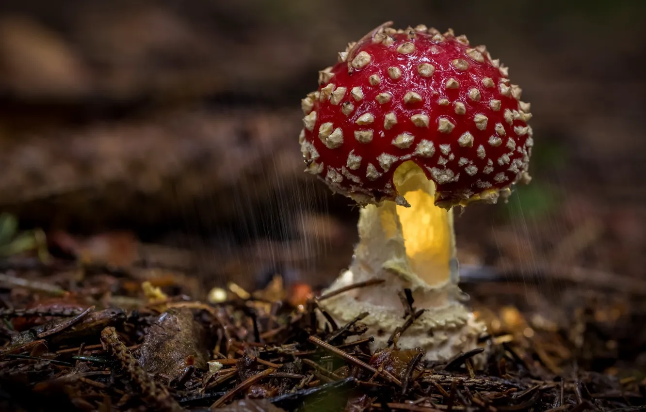 Photo wallpaper macro, mushrooms, mushroom, hat, painting