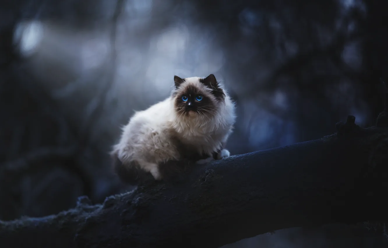 Photo wallpaper cat, cat, look, trees, night, branches, nature, the dark background