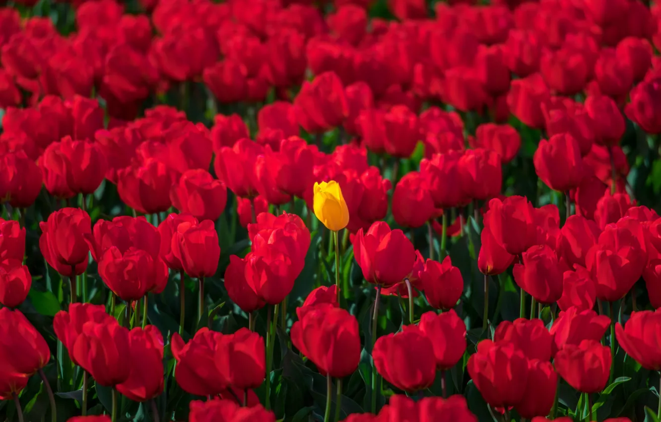 Photo wallpaper tulips, buds, a lot, red tulips, yellow Tulip