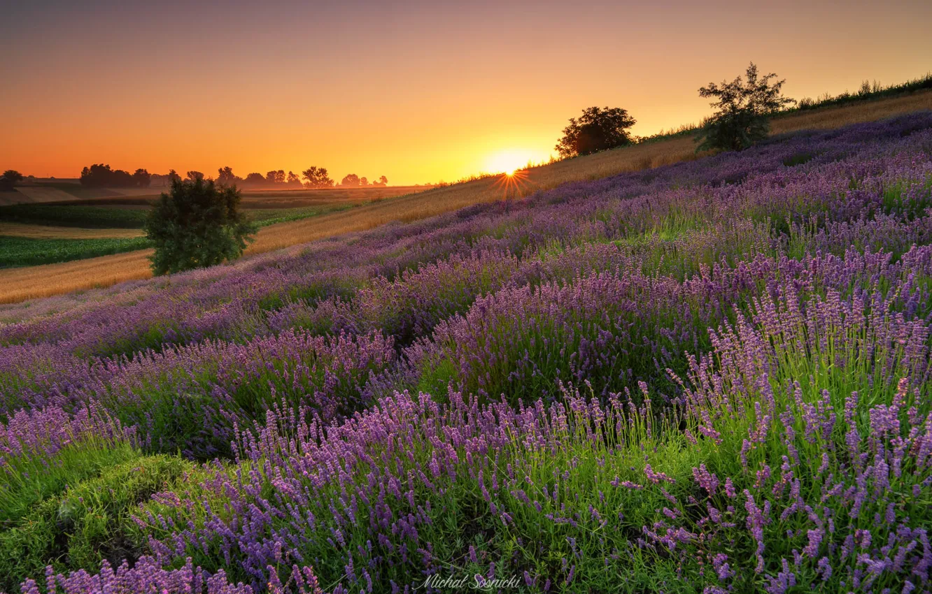 Photo wallpaper summer, sunset, lavender