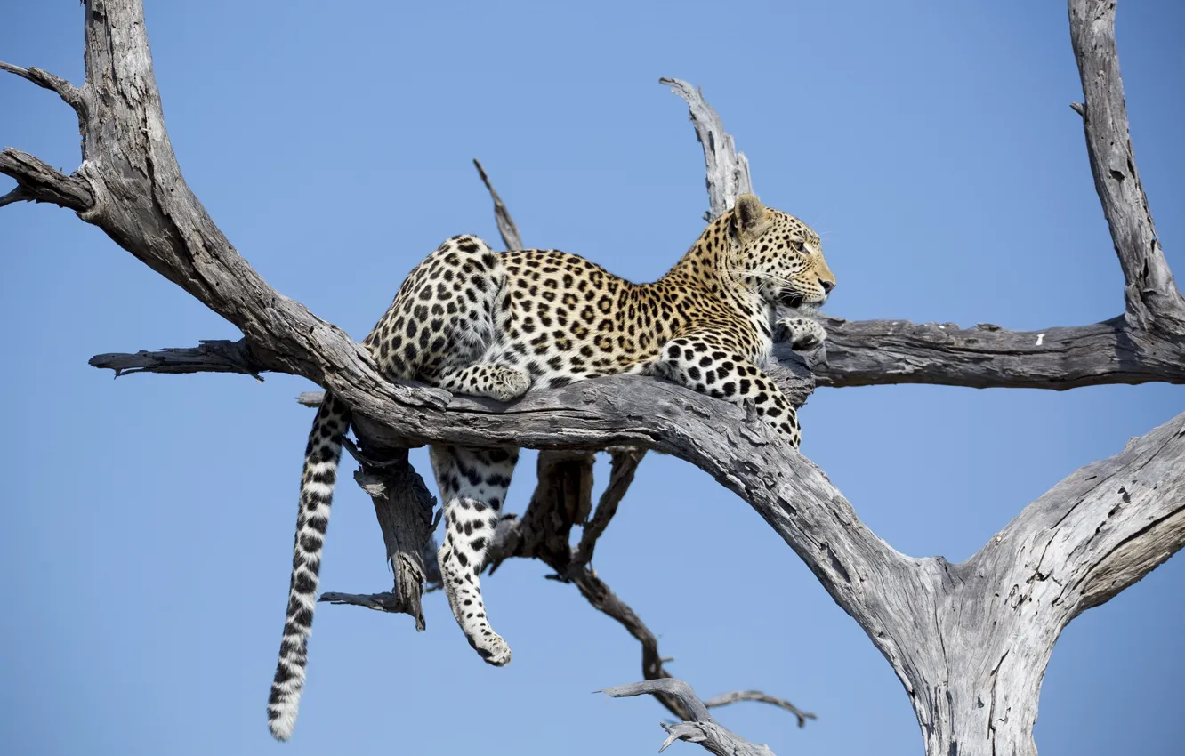 Photo wallpaper stay, predator, leopard, lies, Africa, wild cat, on the tree
