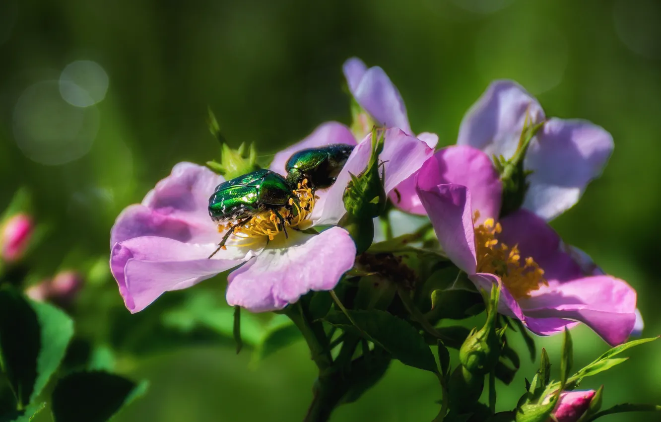 Photo wallpaper summer, leaves, macro, flowers, beetle, spring, briar, insect