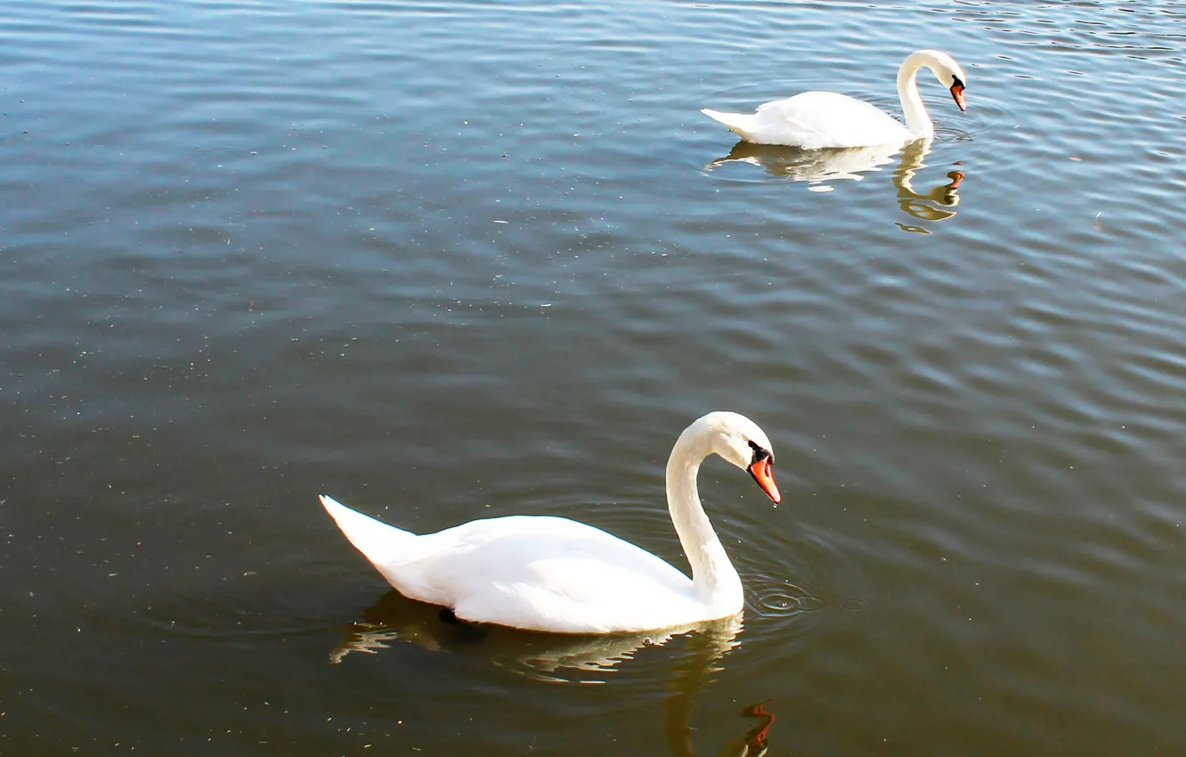 Photo wallpaper sea, water, swans