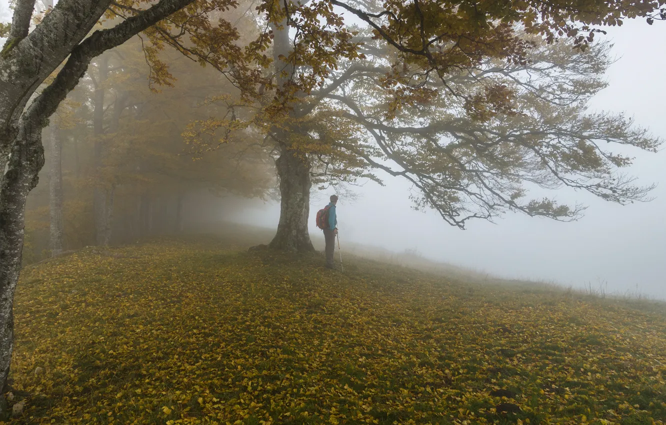 Photo wallpaper autumn, forest, fog, Park, tree, branch, trunks, foliage
