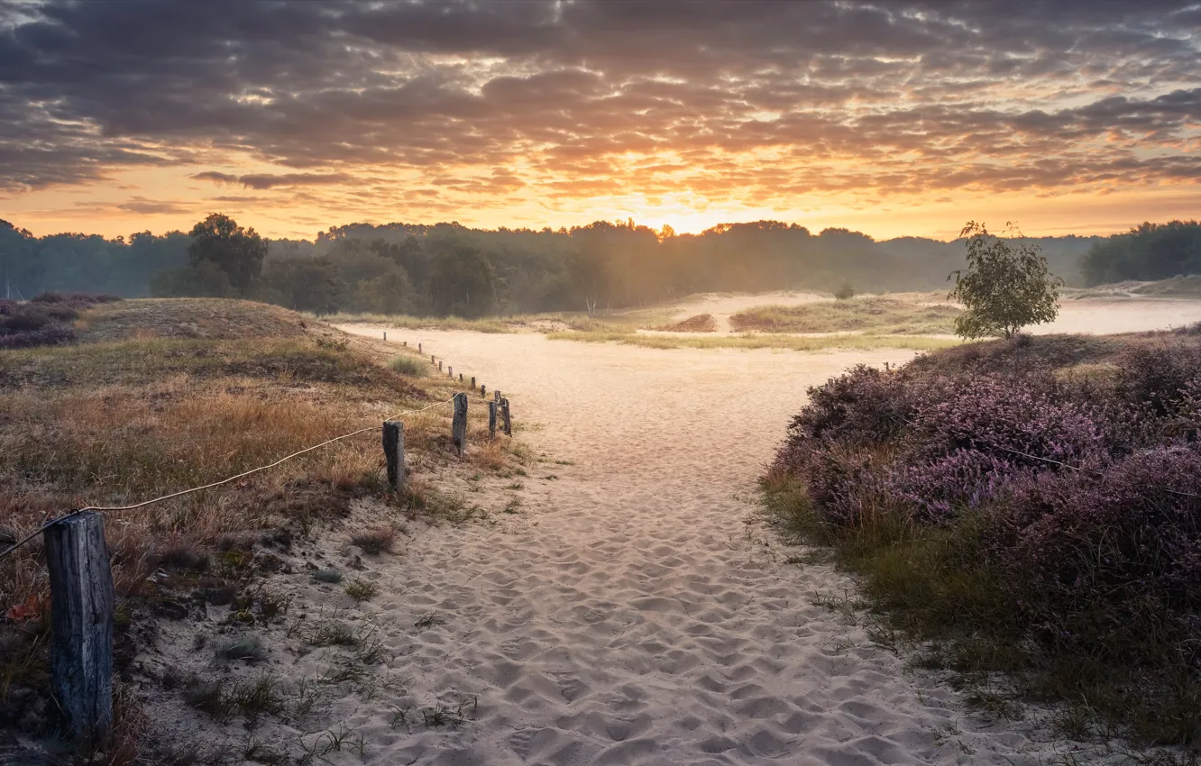Photo wallpaper beach, summer, dunes