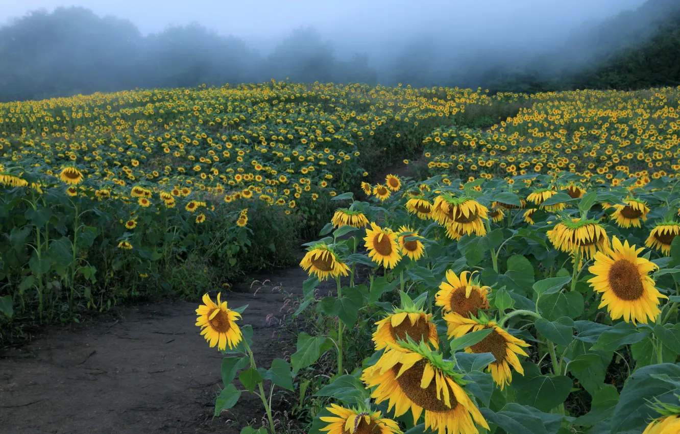 Photo wallpaper field, sunflowers, flowers