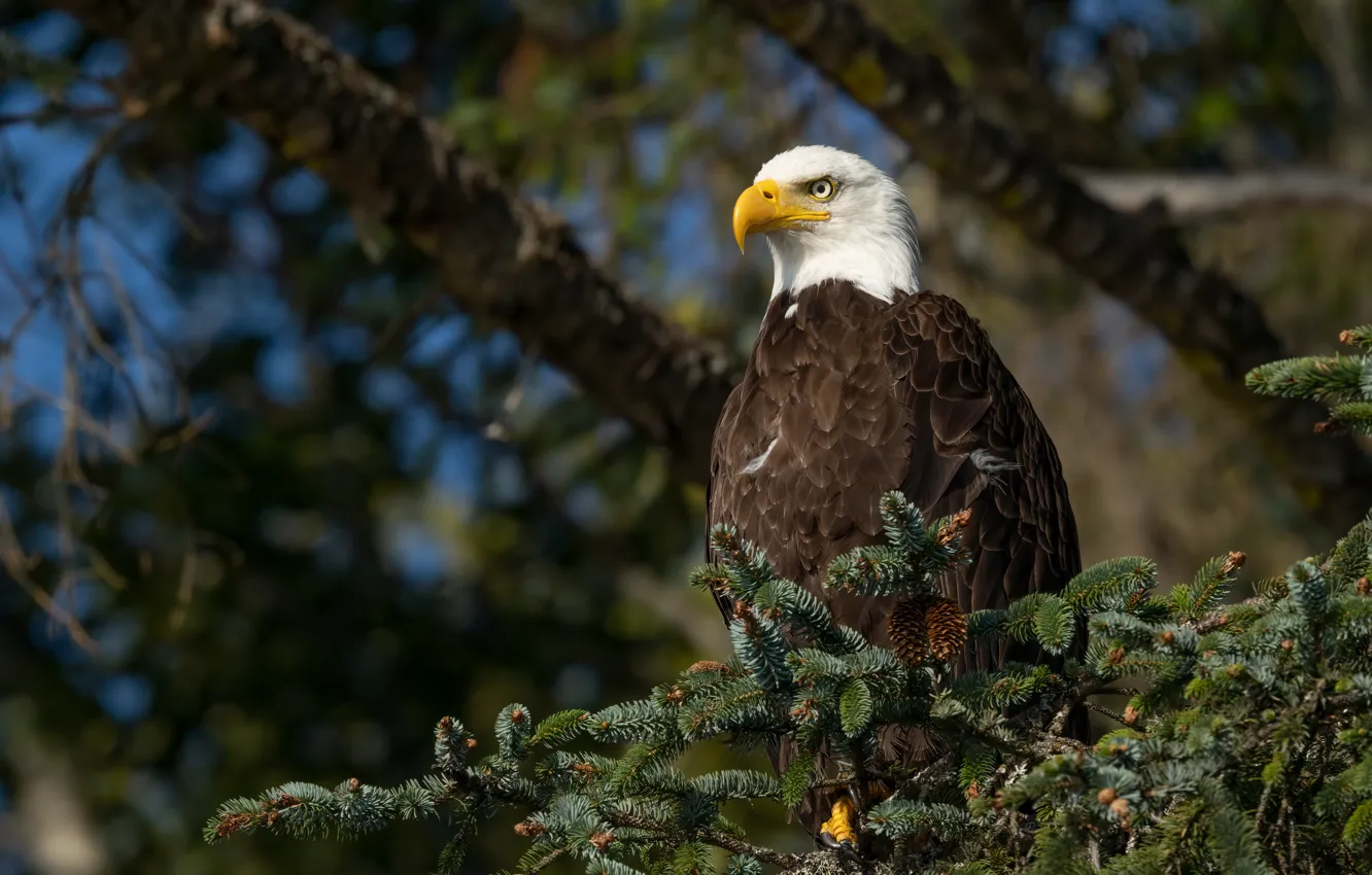 Photo wallpaper look, needles, bald eagle, predatory, bird, branches