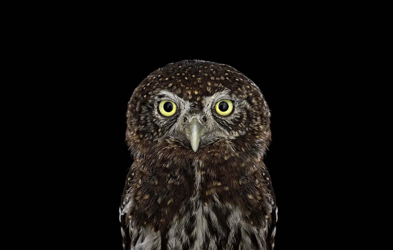 Photo wallpaper owl, bird, black background