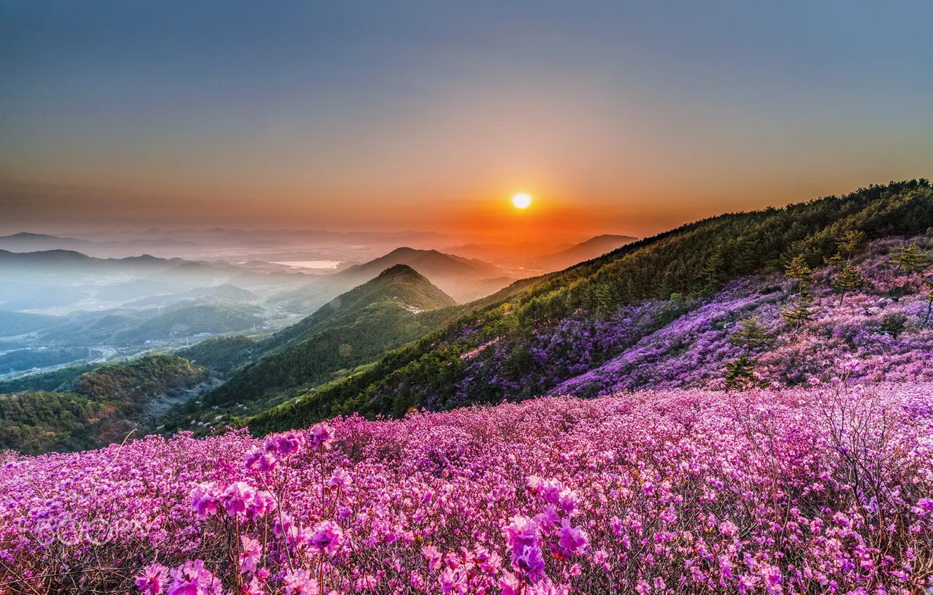 Photo wallpaper flowers, mountains, dawn, spring