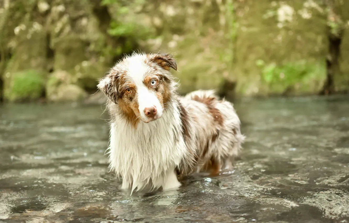 Photo wallpaper look, river, each, dog