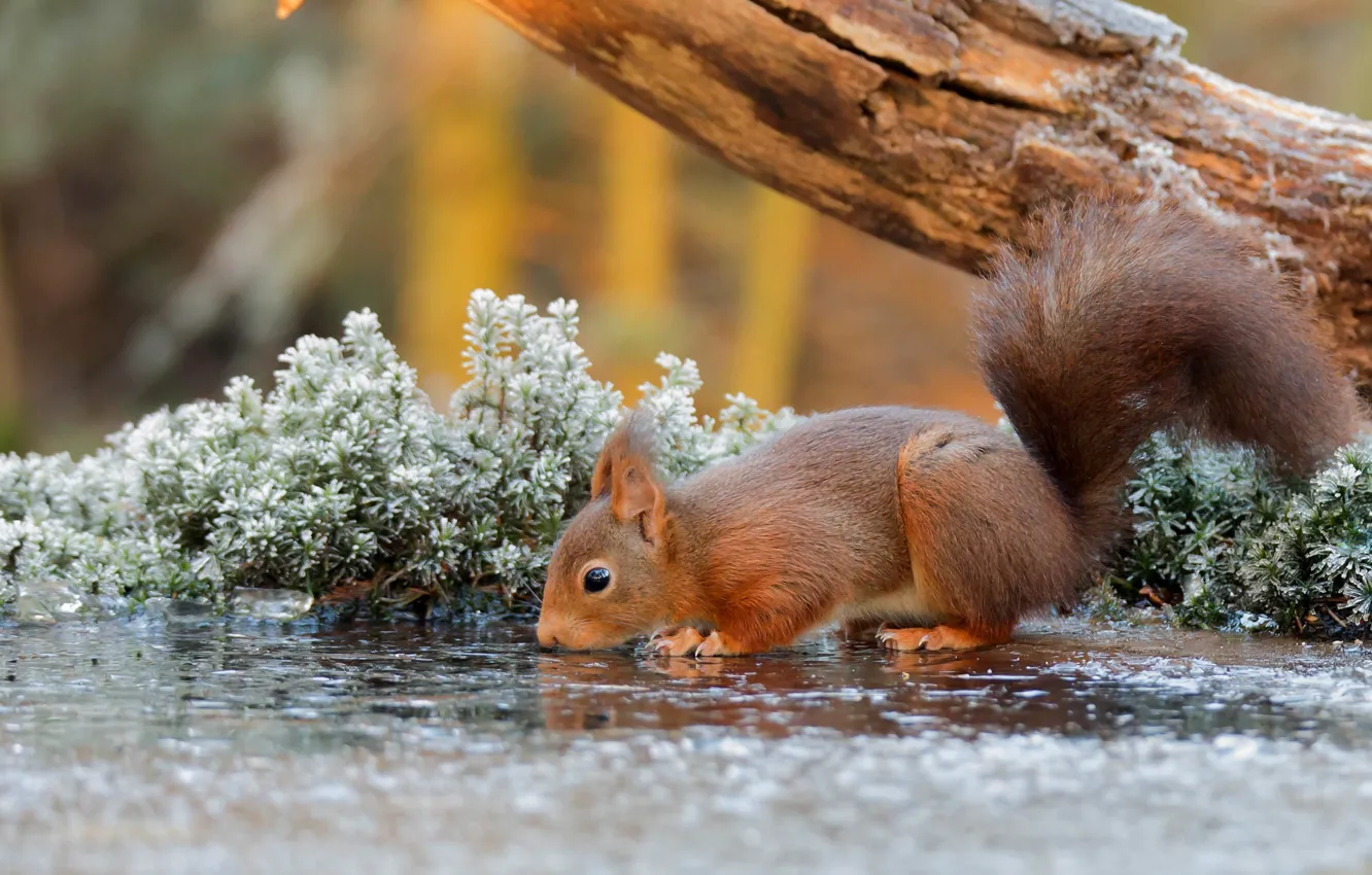 Photo wallpaper nature, water, tree, animal, Squirrel, branch, rodent, frost