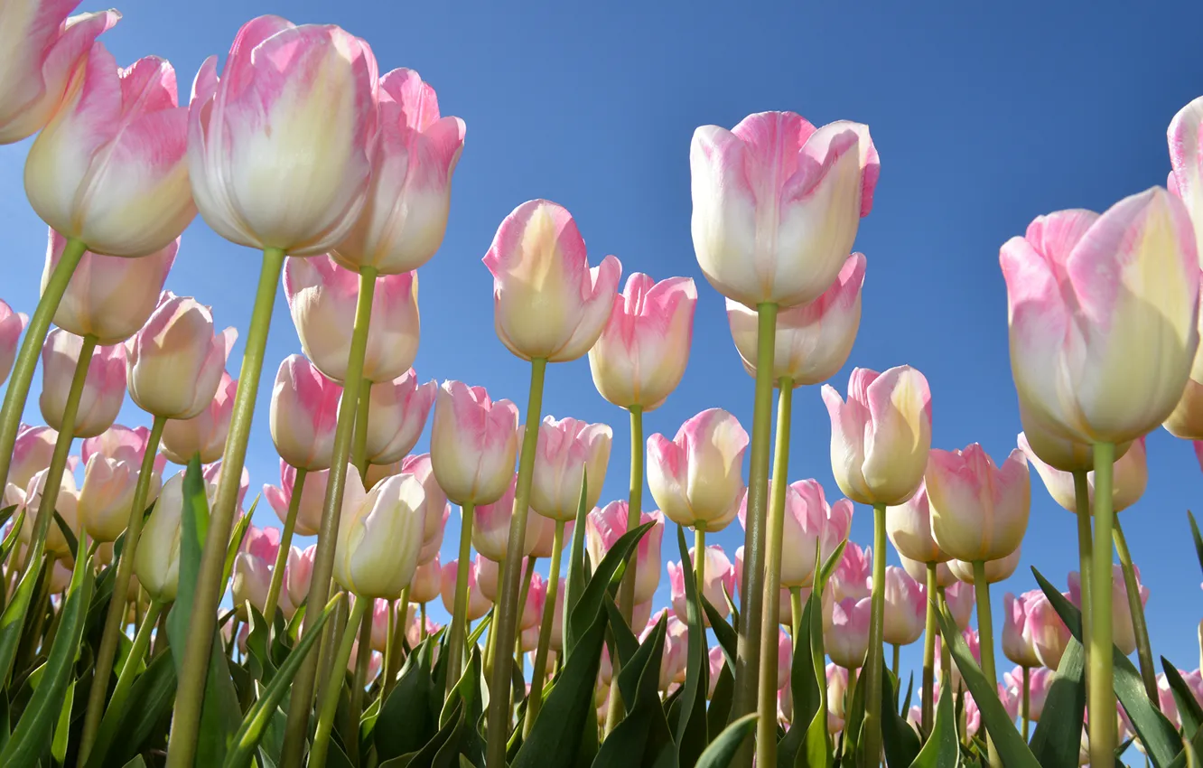 Photo wallpaper the sky, spring, tulips, buds, a lot