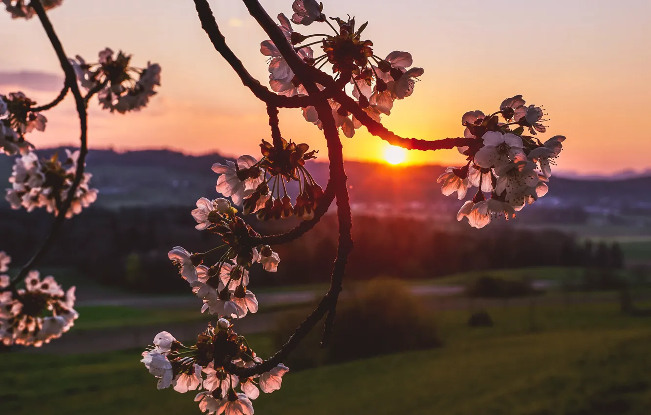 Photo wallpaper sunset, nature, cherry, branch, flowering