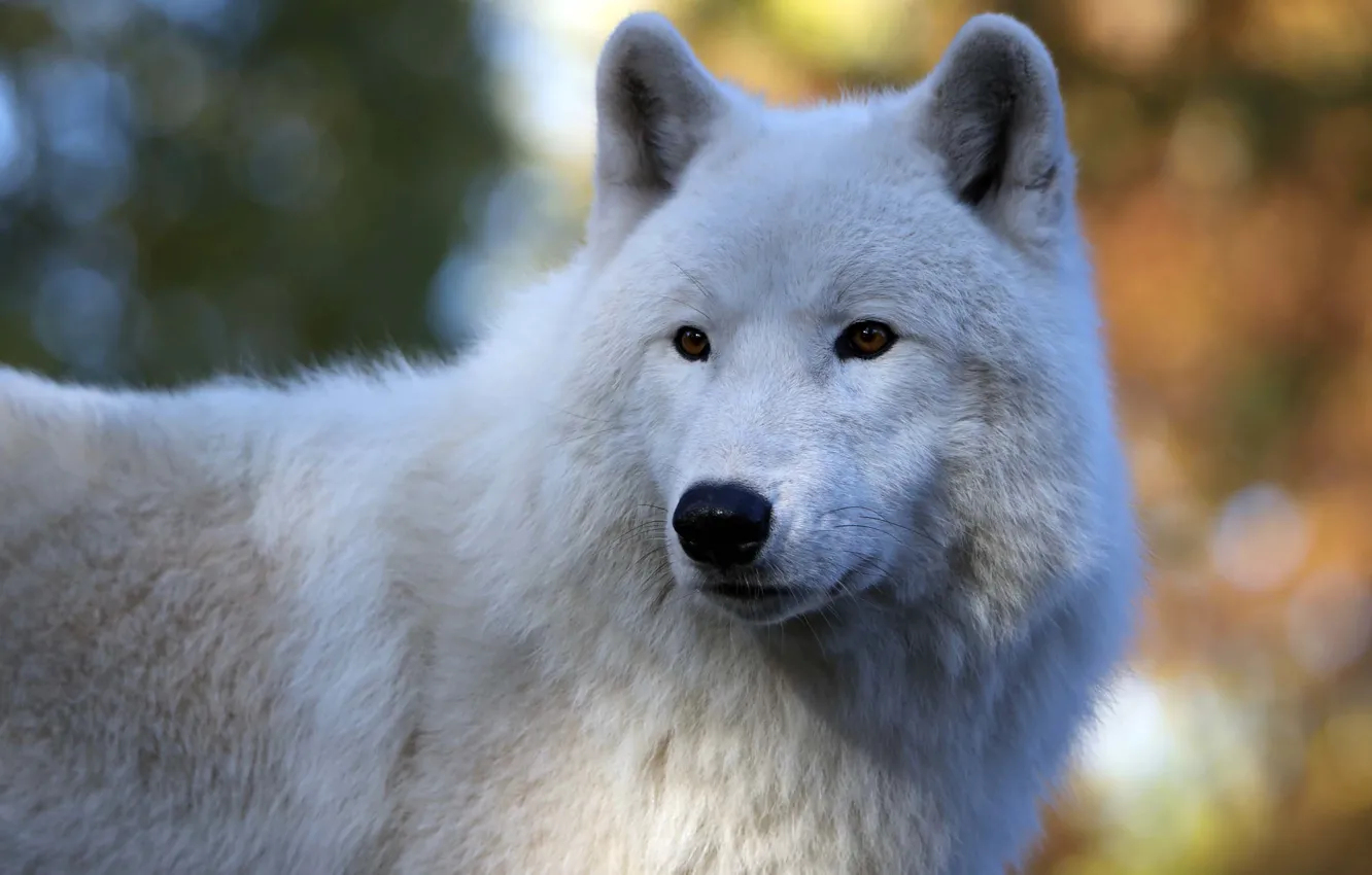 Photo wallpaper white, look, face, wolf, portrait, handsome, bokeh, polar