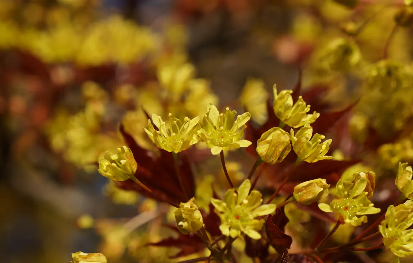 Photo wallpaper trees, flowers, yellow, flower, yellow, tree
