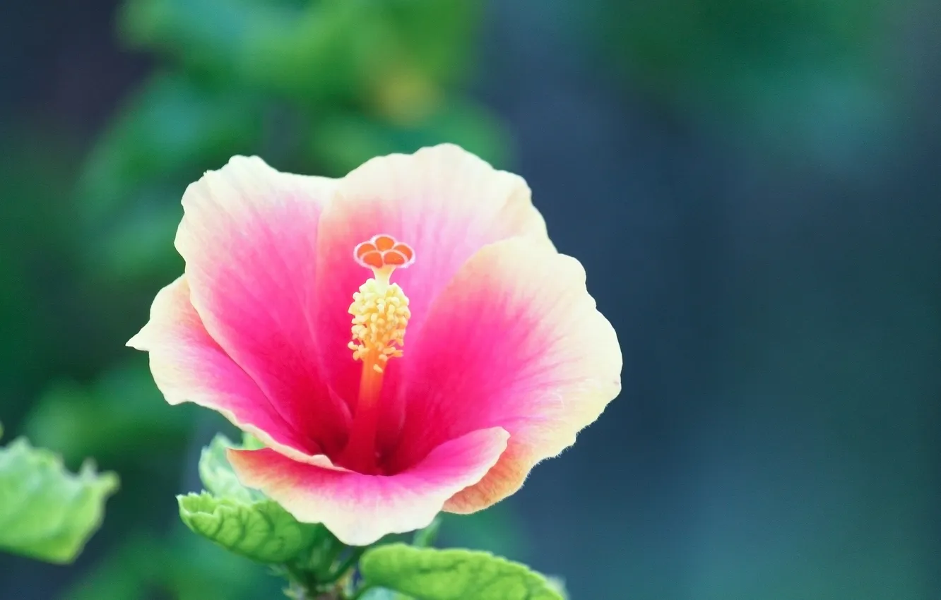 Photo wallpaper flower, macro, pink