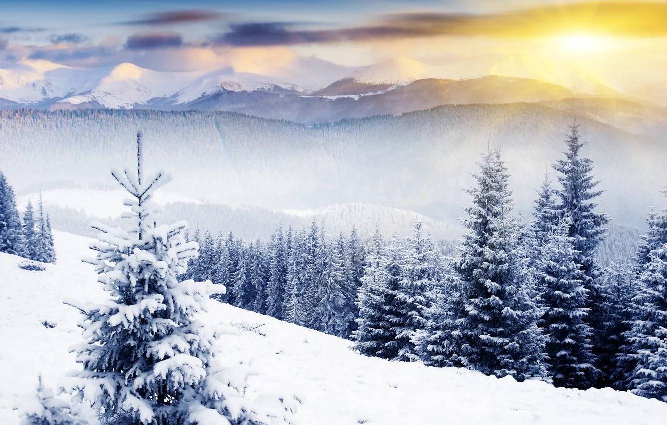Photo wallpaper forest, the sun, snow, dawn, tree, hills
