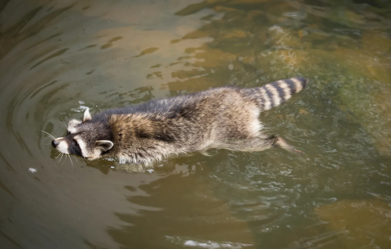 Photo wallpaper water, bathing, raccoon, pond, floats
