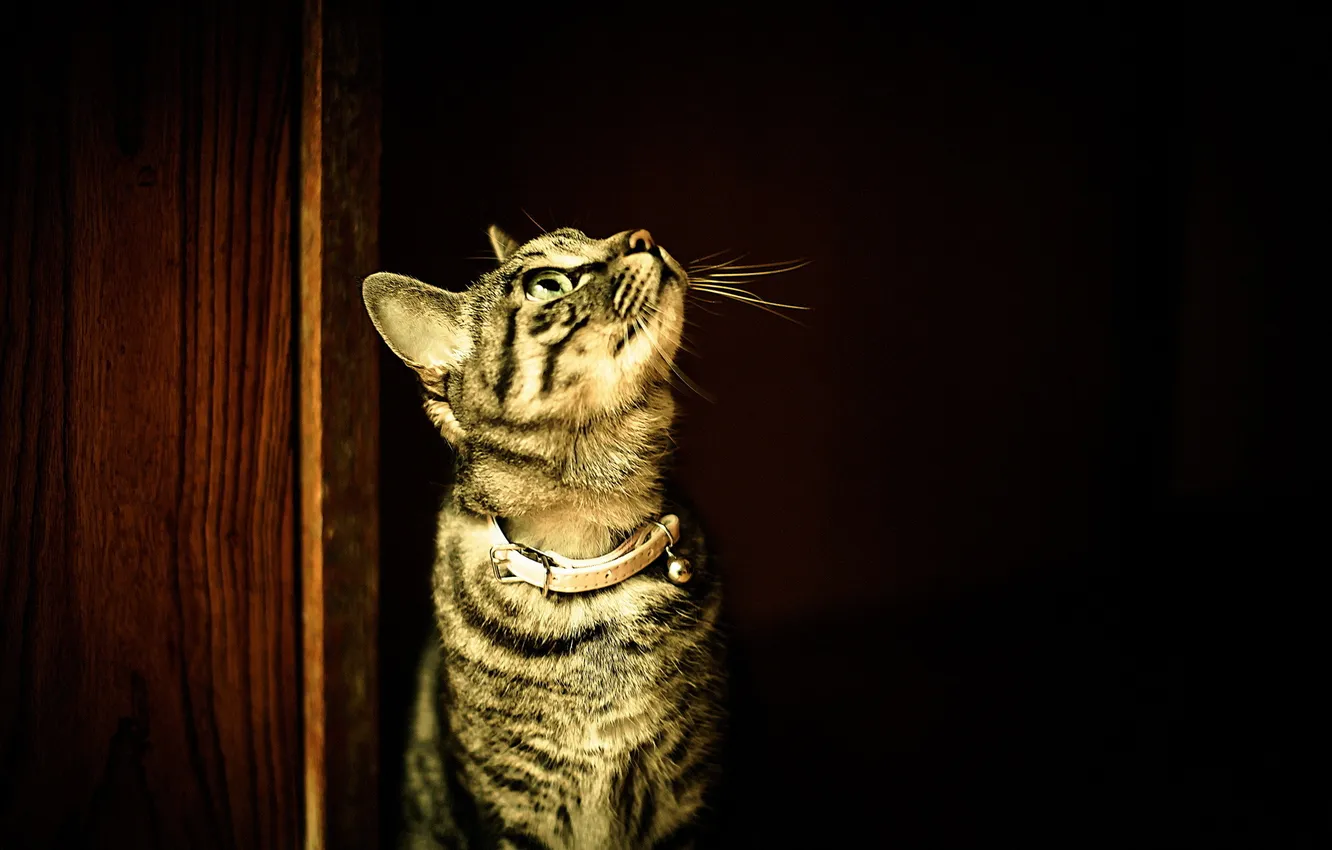 Photo wallpaper cat, look, house