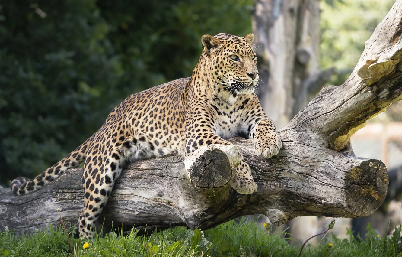 Photo wallpaper face, stay, predator, paws, leopard, lies, log, wild cat