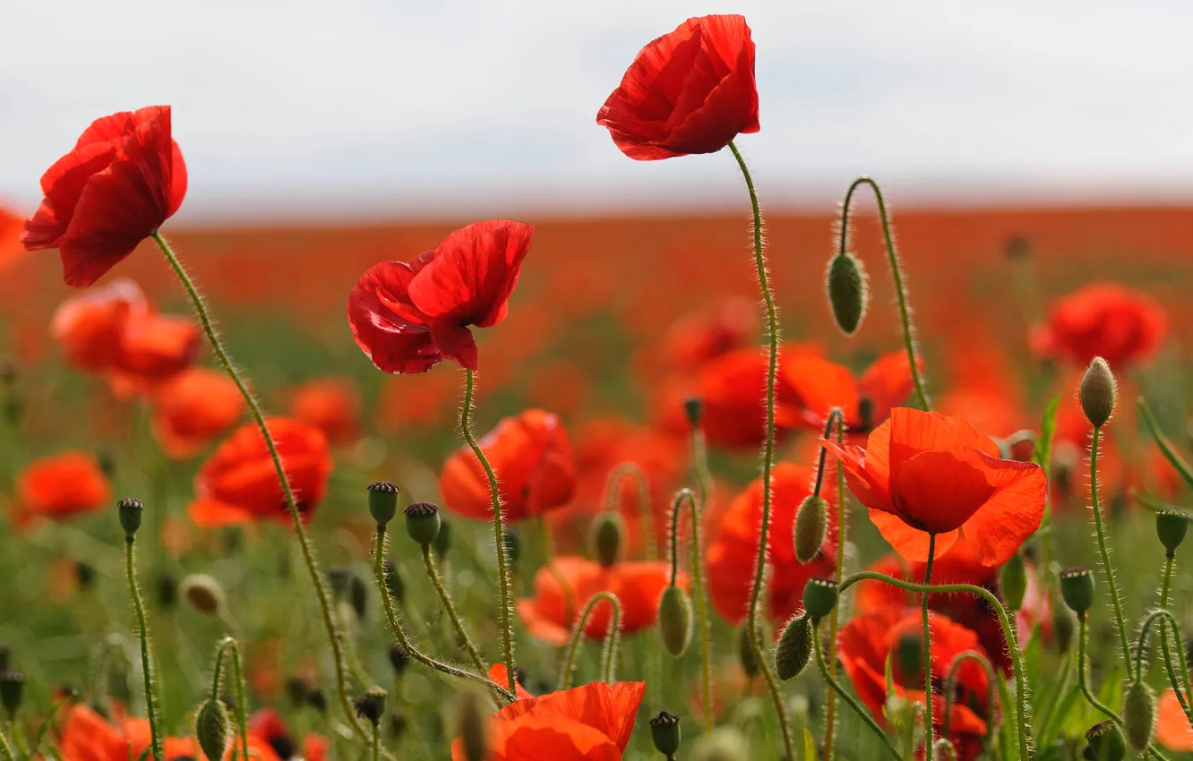 Photo wallpaper field, nature, Maki, petals, meadow