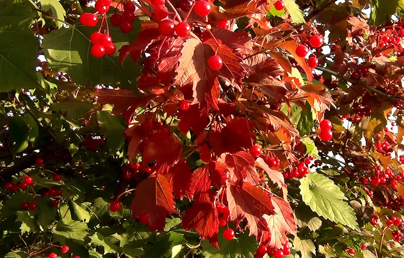 Photo wallpaper berries, autumn, background, cover, leaves, the bushes, Kalina Krasnaya