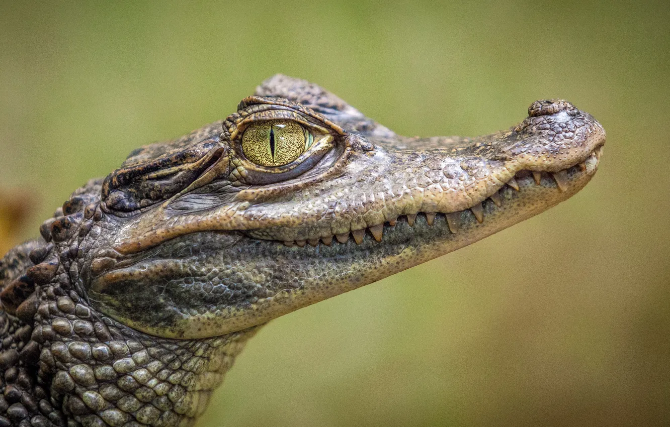 Photo wallpaper look, face, background, portrait, teeth, crocodile, mouth, Caiman