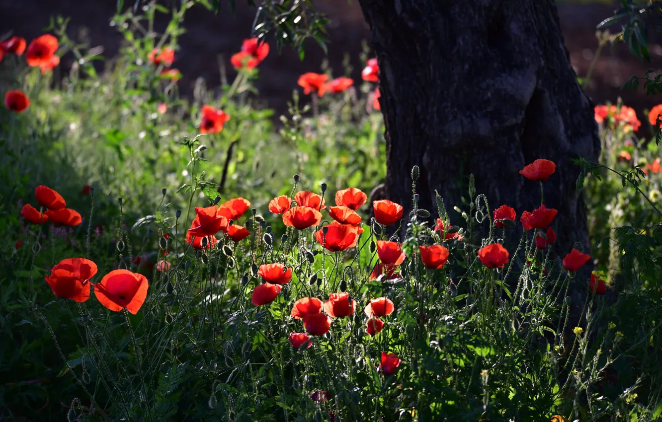 Photo wallpaper trees, red, flowers, Park, light, glade, bokeh, shadow