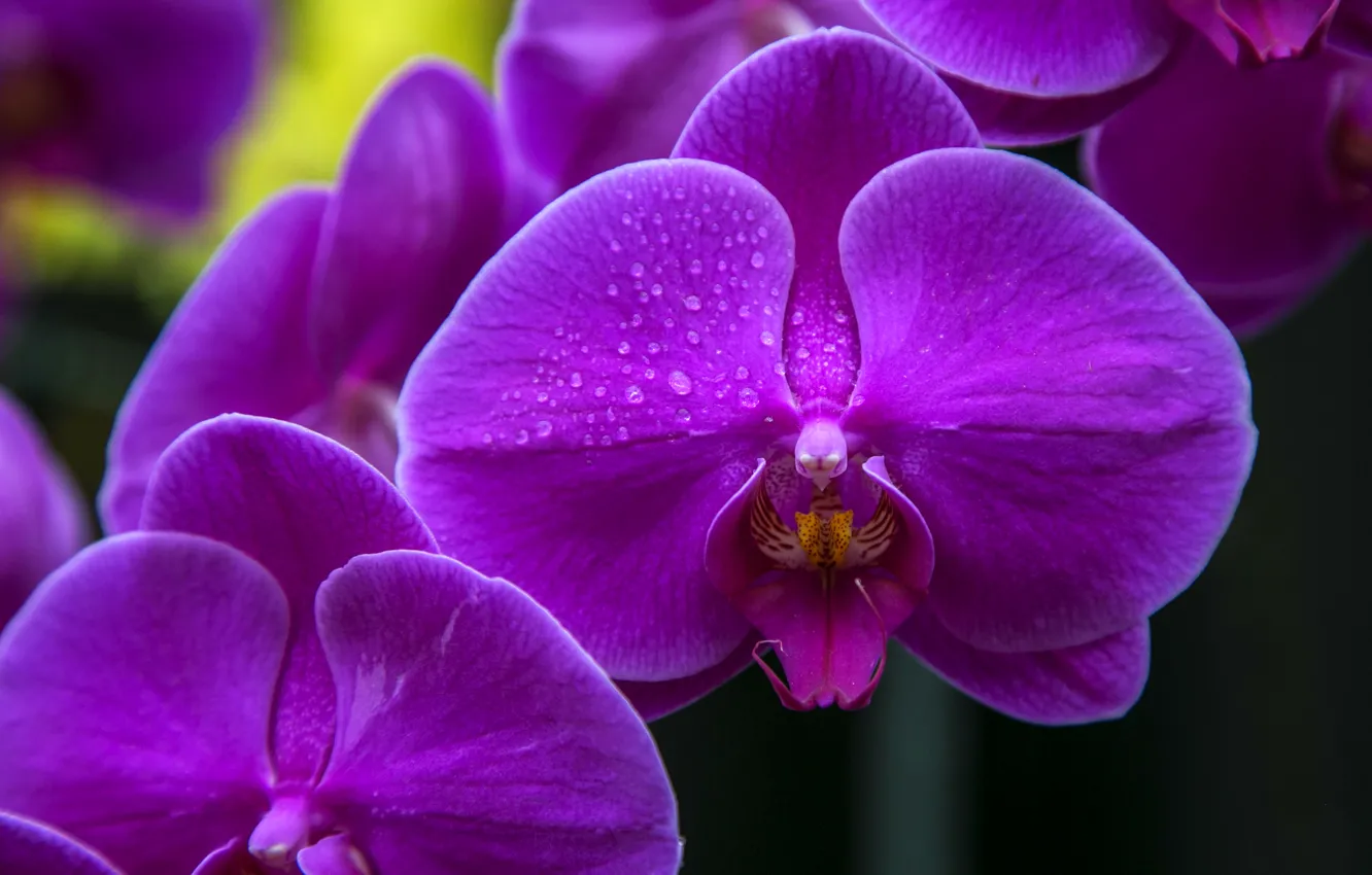Photo wallpaper drops, macro, petals, purple, exotic, Orchid