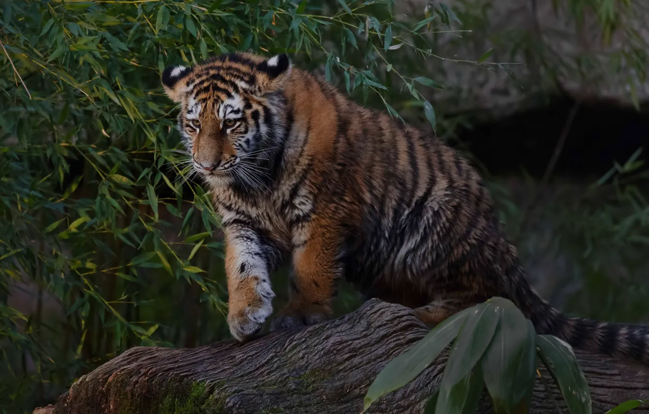 Photo wallpaper leaves, tiger, baby, tiger