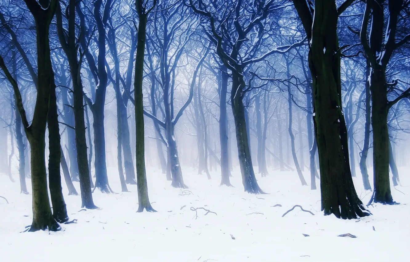 Photo wallpaper winter, forest, snow, trees, branches, nature, fog