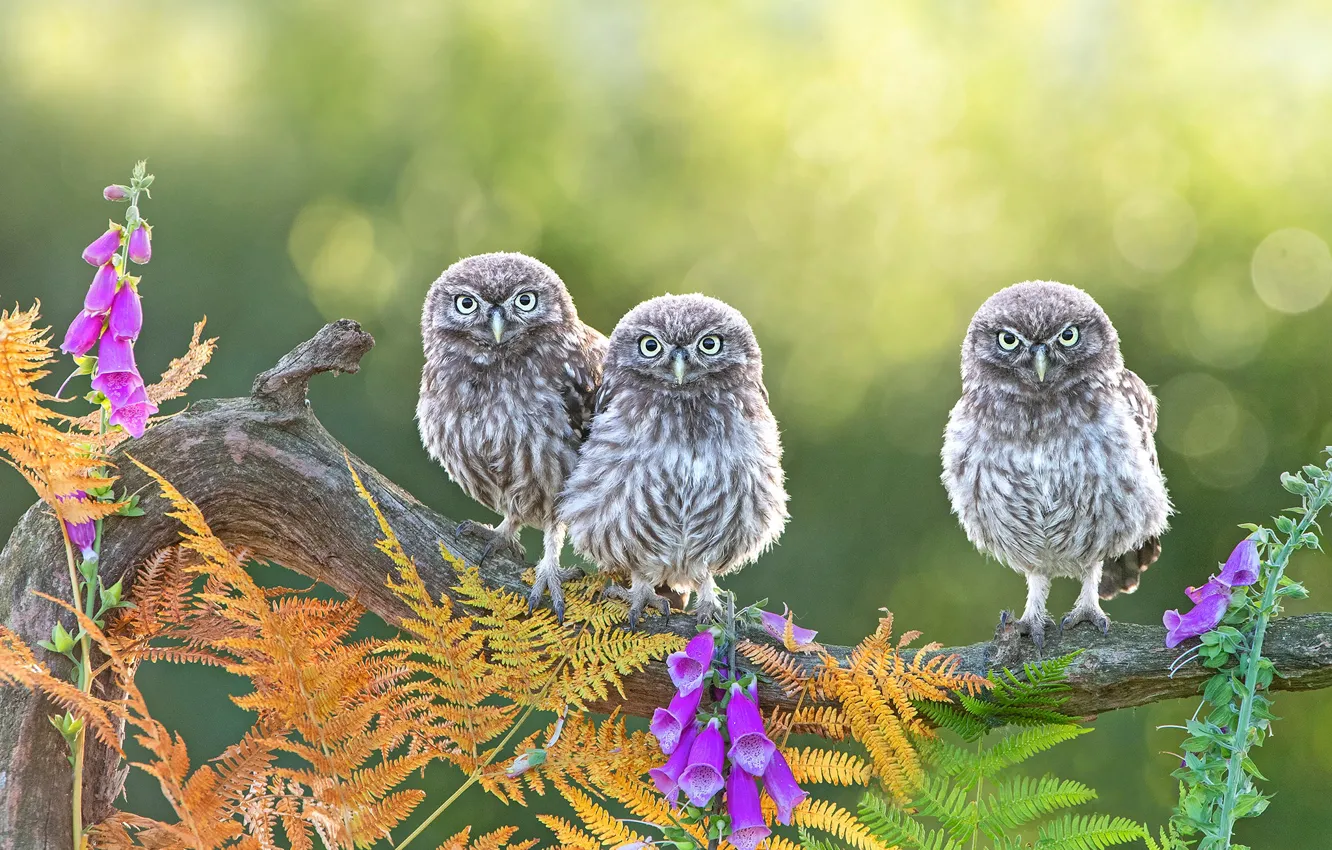 Photo wallpaper summer, leaves, flowers, branches, pose, owl, bird, three