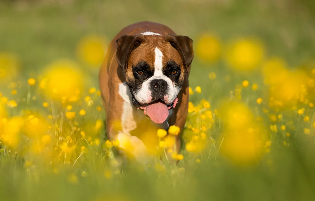 Photo wallpaper look, each, dog