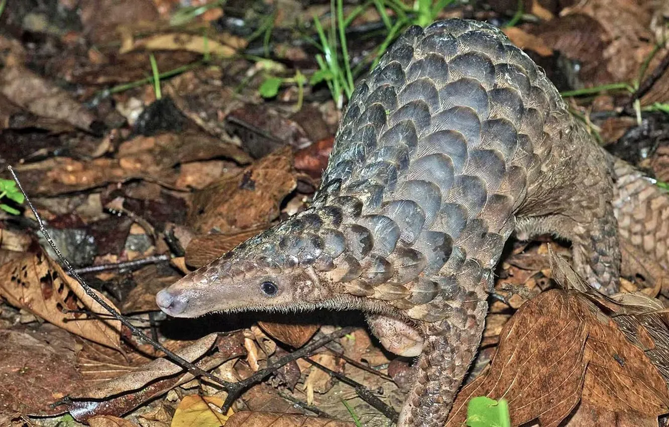 Photo wallpaper animal, Java, Sweet, Sunda Pangolin