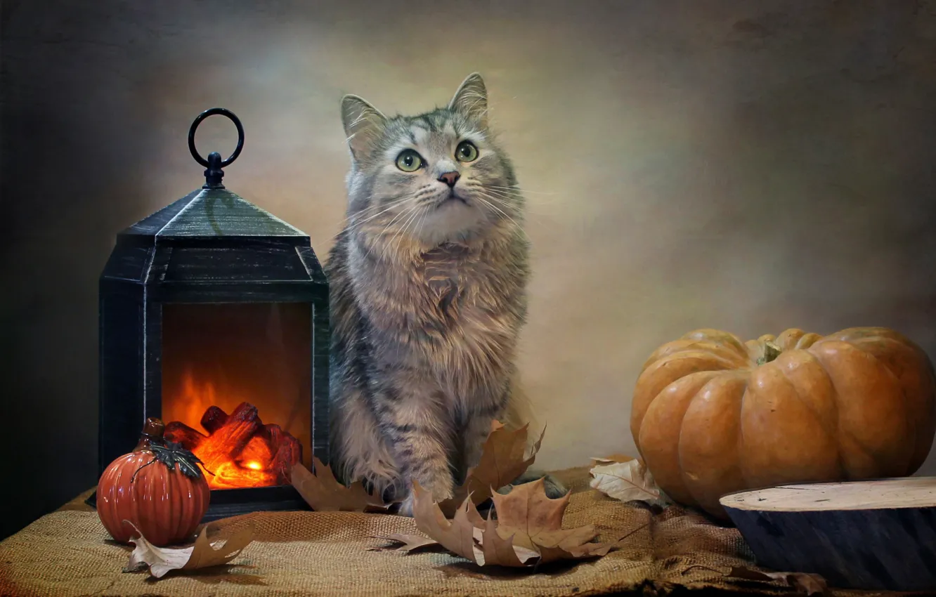 Photo wallpaper cat, leaves, animal, lantern, pumpkin, fabric, burlap, Kovaleva Svetlana