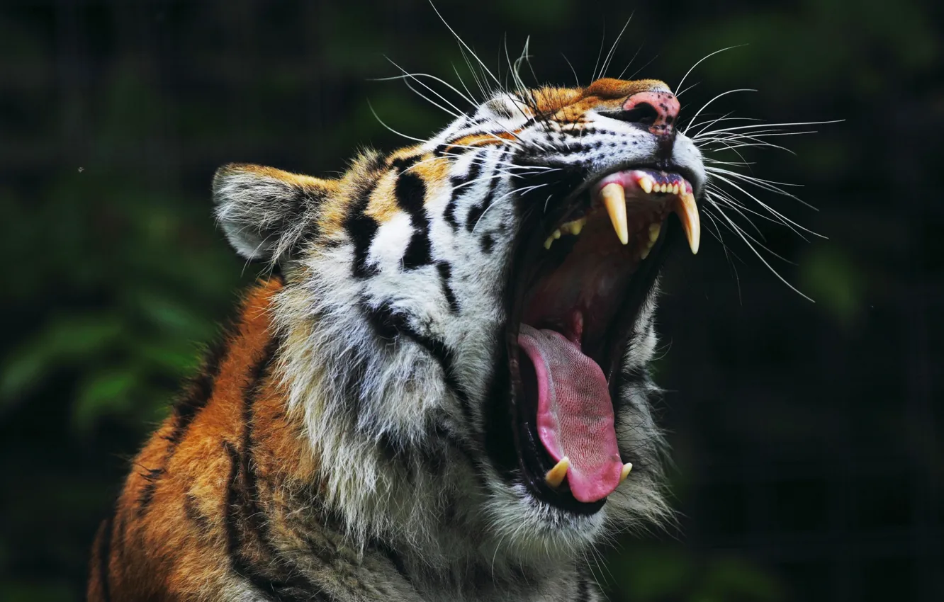Photo wallpaper Tiger, roar, mouth, teeth, yarn