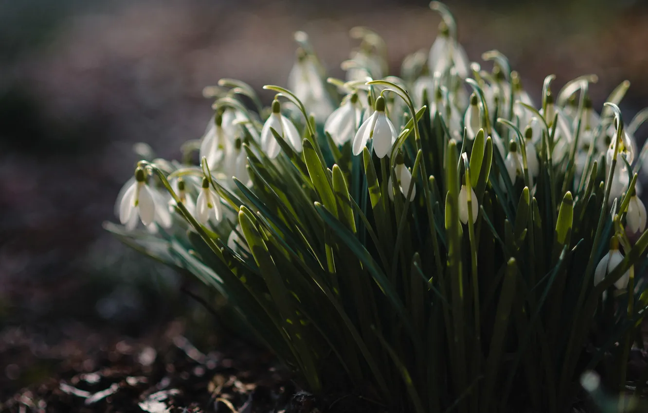 Photo wallpaper flowers, the dark background, spring, snowdrops, white, buds