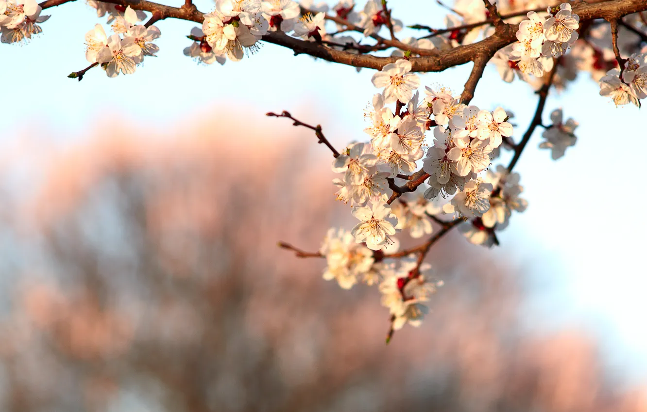 Photo wallpaper flowers, cherry, branch, spring, flowering