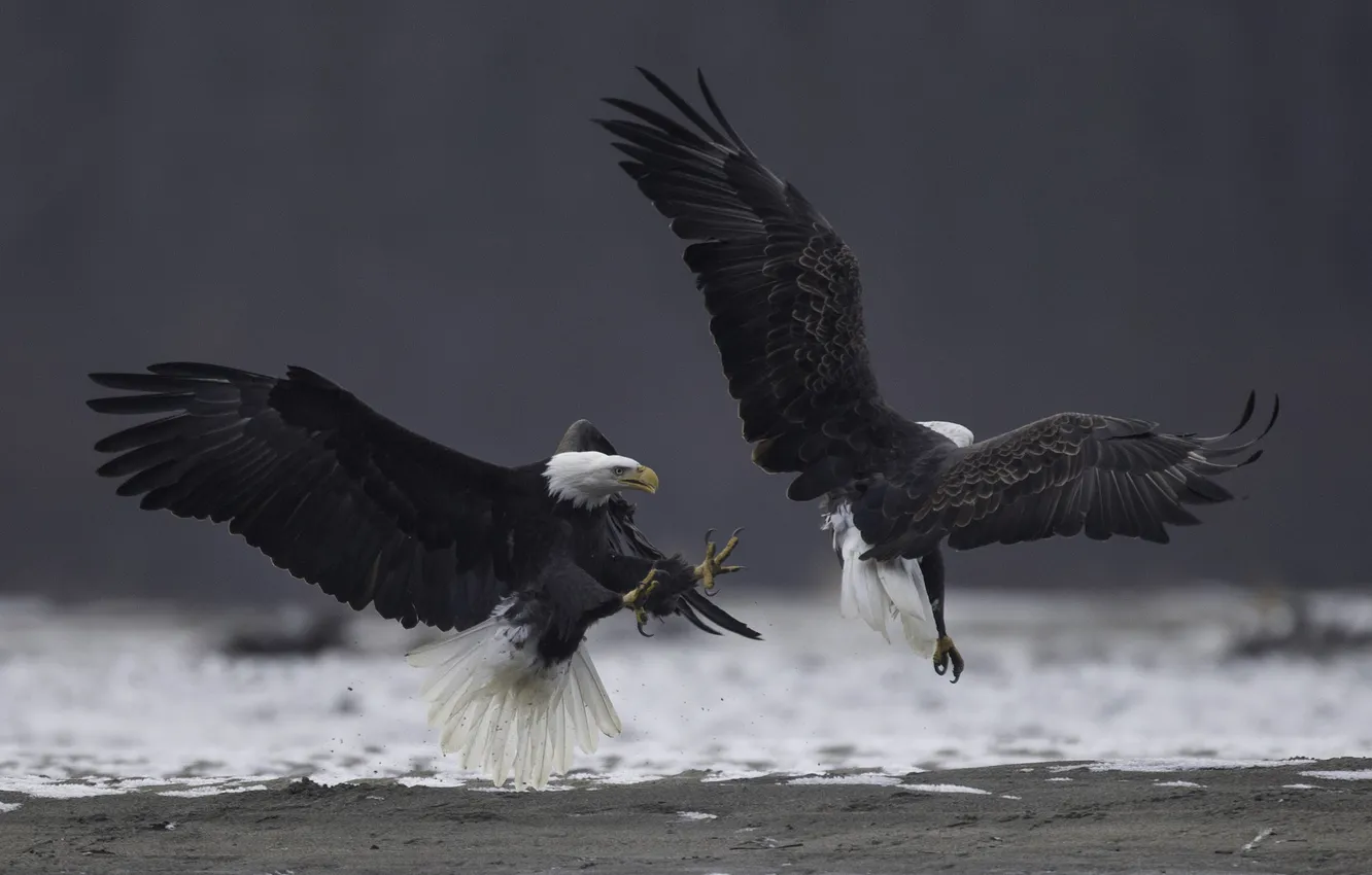 Photo wallpaper bird, wings, beak, bald eagle