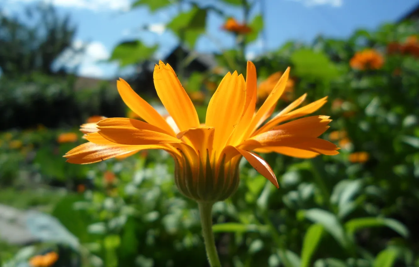 Photo wallpaper summer, macro, flowers