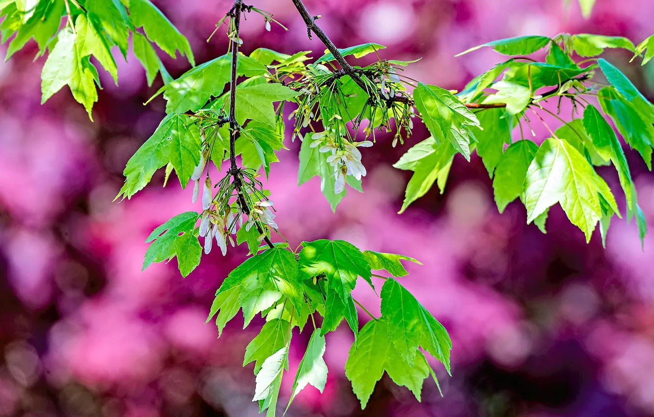 Photo wallpaper leaves, trees, branches, nature