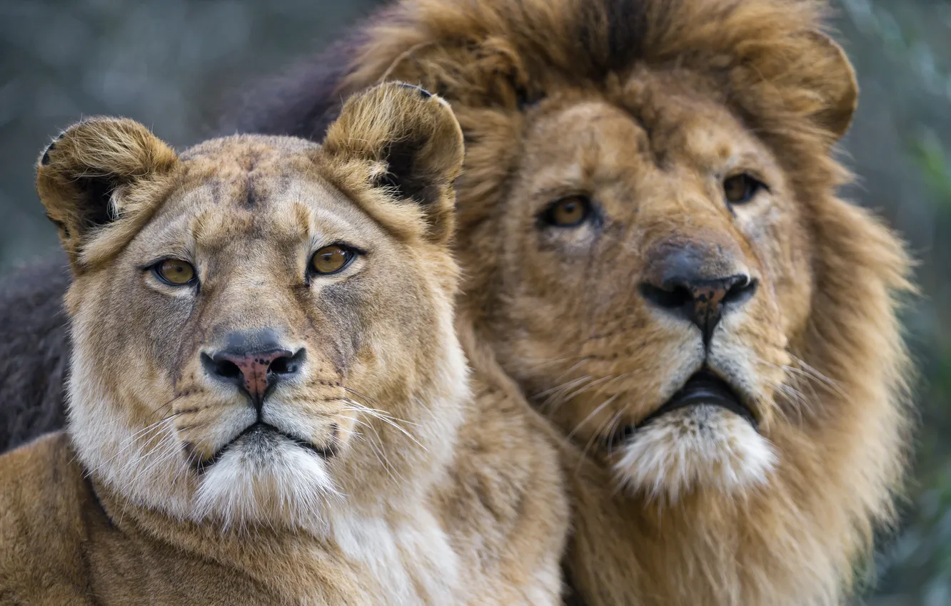 Photo wallpaper look, cats, Leo, pair, lions, lioness, muzzle, ©Tambako The Jaguar